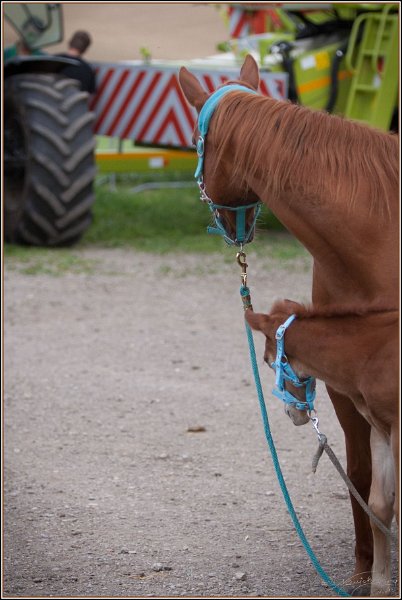 Asbach Fohlenshow 2014 014